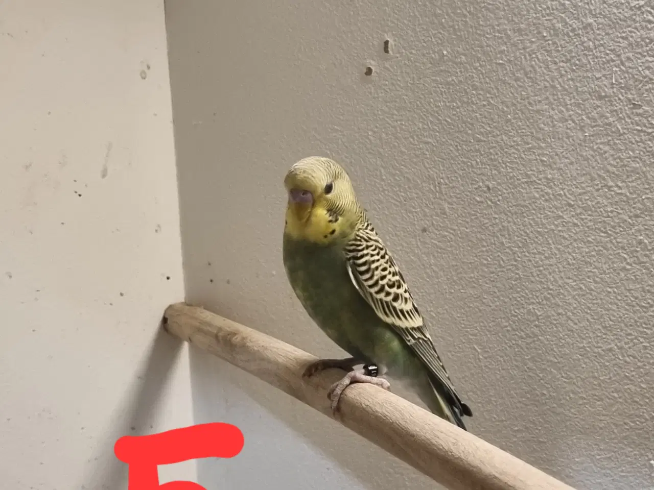 Billede 12 - Undulat unger