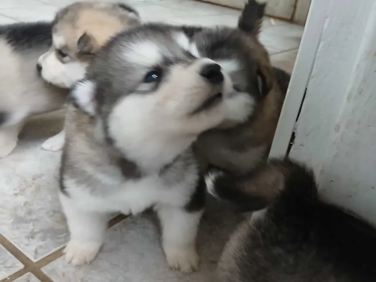 Billede 8 - Alaskan malamute hvalpe sælges