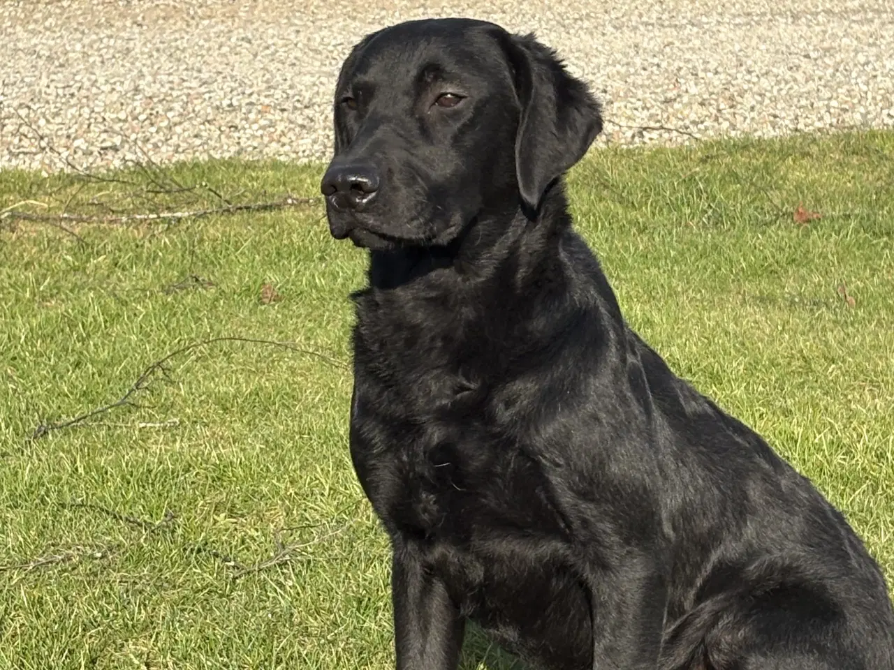 Billede 1 - Labrador