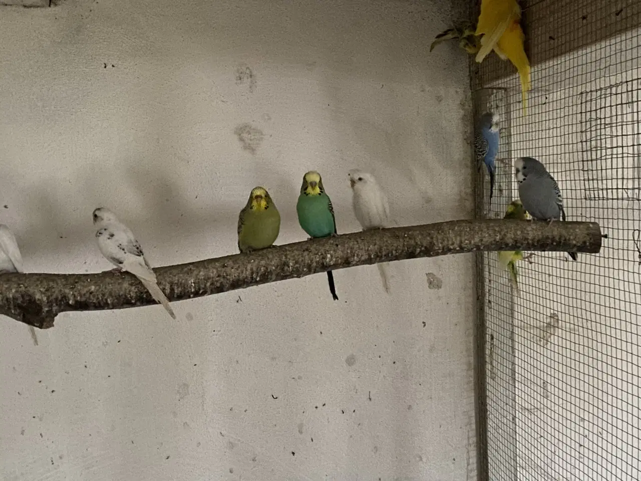 Billede 2 - Undulater fra 2025