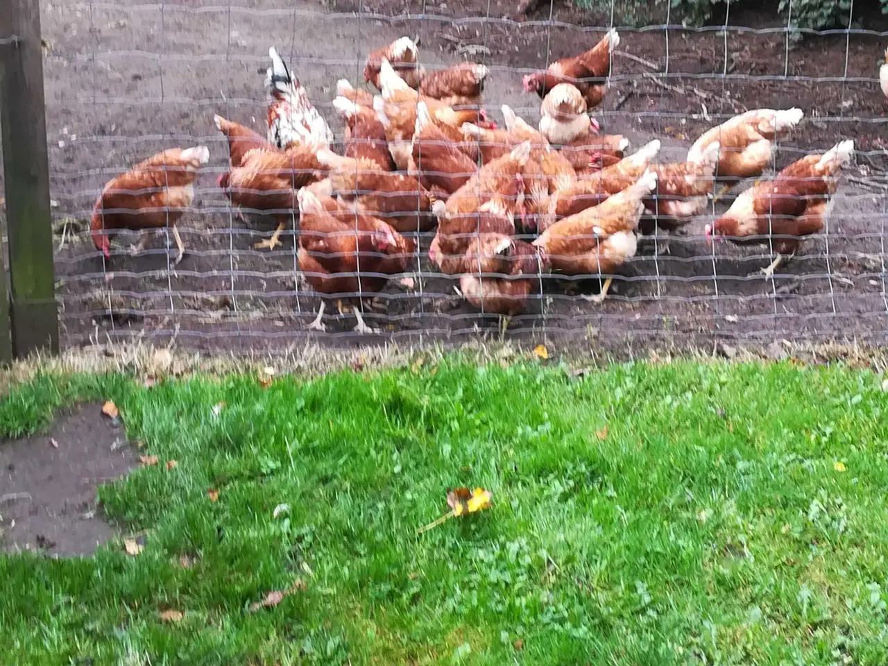 Billede 7 - God ægge lægger røde amerikaner på 19 uge 