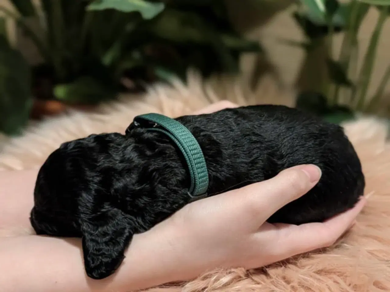 Billede 15 - Cockapoo hvalpe søger nye hjem