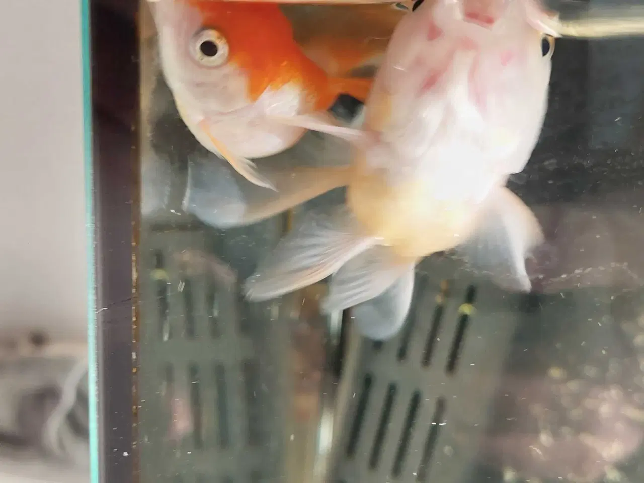 Billede 2 - Fisk bortvises 