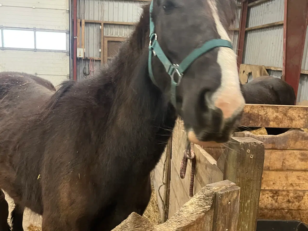 Billede 3 - Barock/tinker hingst