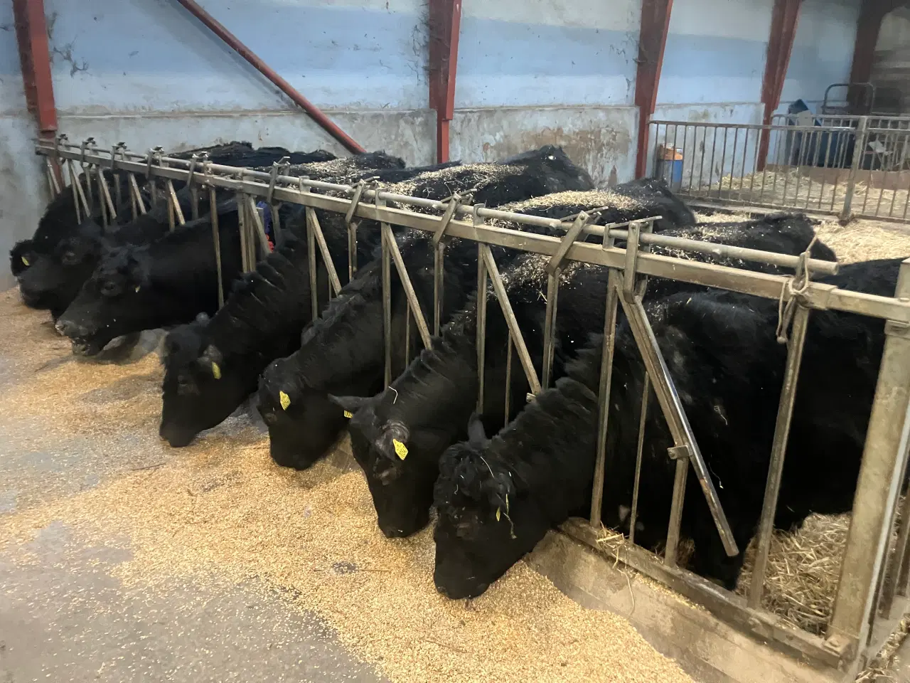 Billede 1 - Angus kælve kvier 