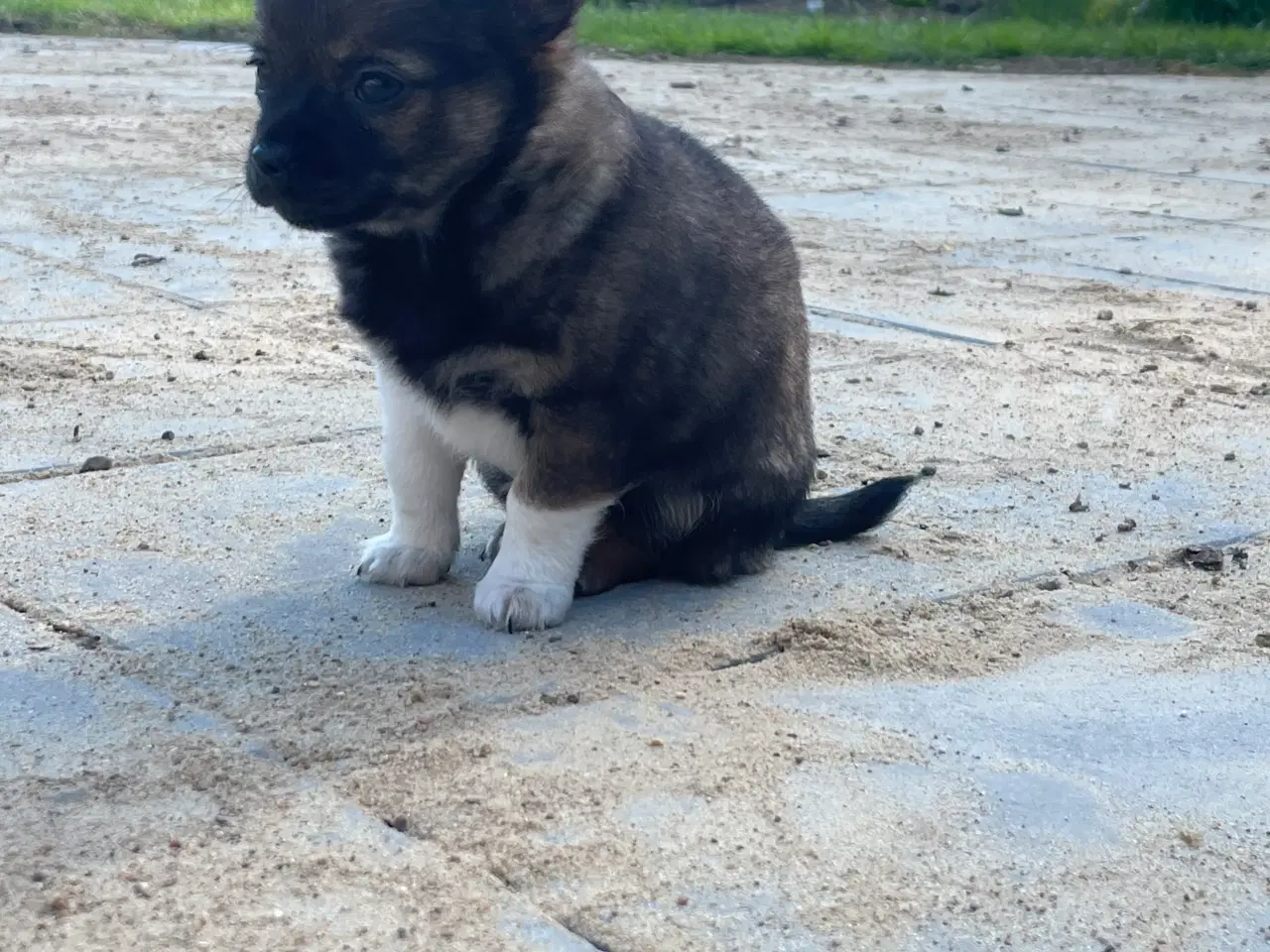 Billede 8 - Chihuahua hvalpe