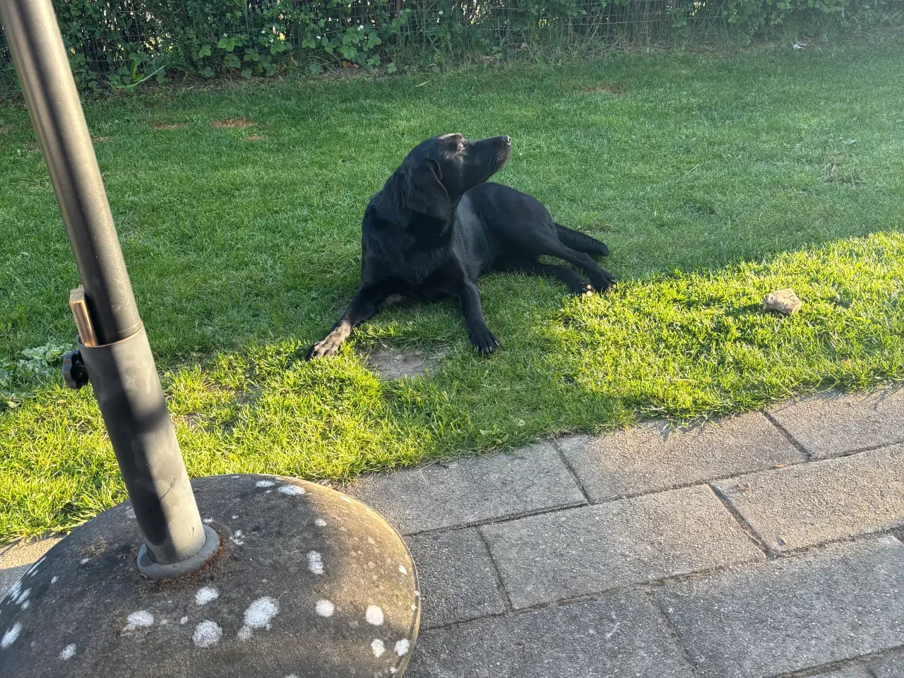 Billede 7 - Dejlig og kærlig og lydig hund 