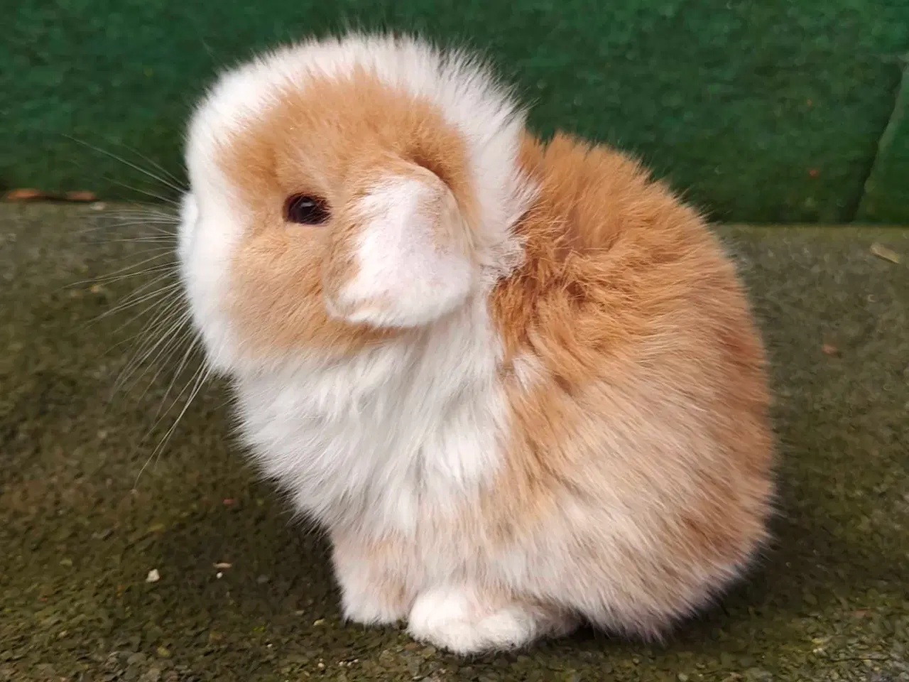 Billede 11 - Minilop