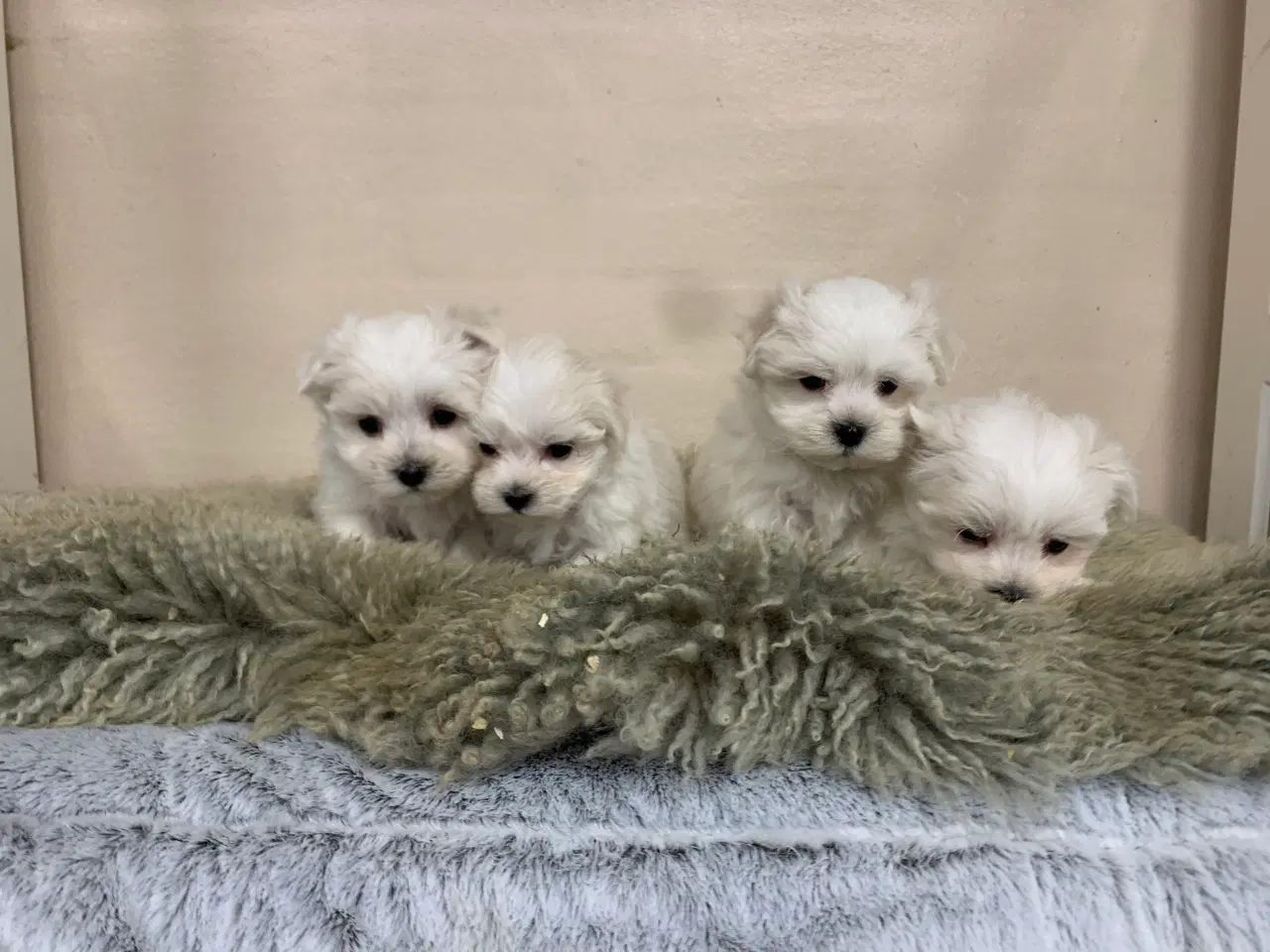 Billede 6 - Ægte mini malteser babyer