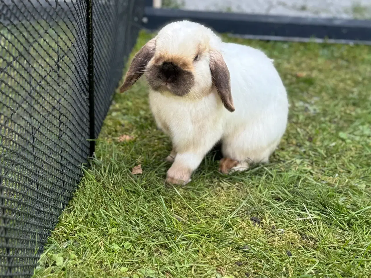 Billede 10 - Mini lop kanin unge