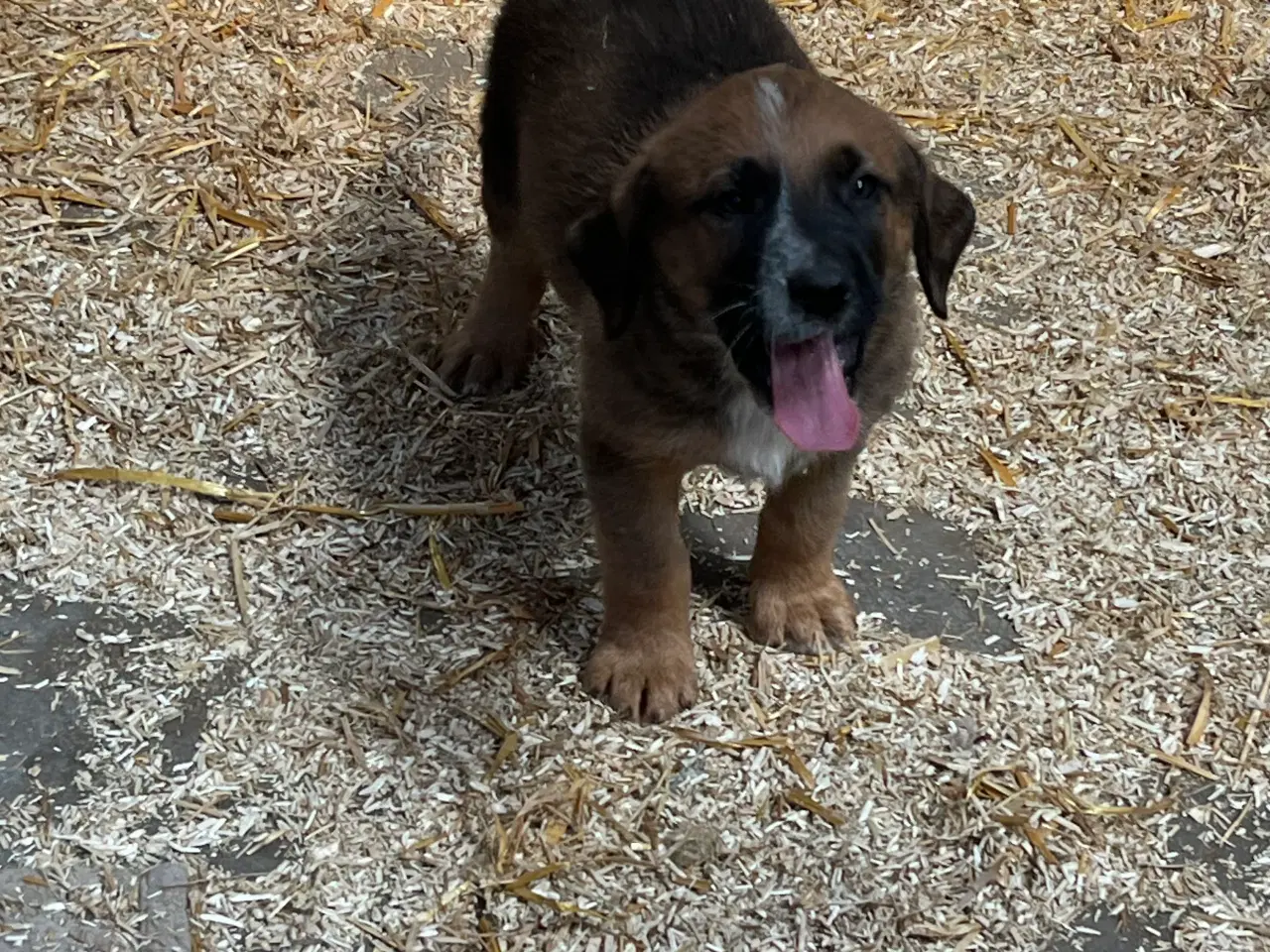 Billede 5 - Hundehvalpe labrador/broholmer/sanktbernhardshund