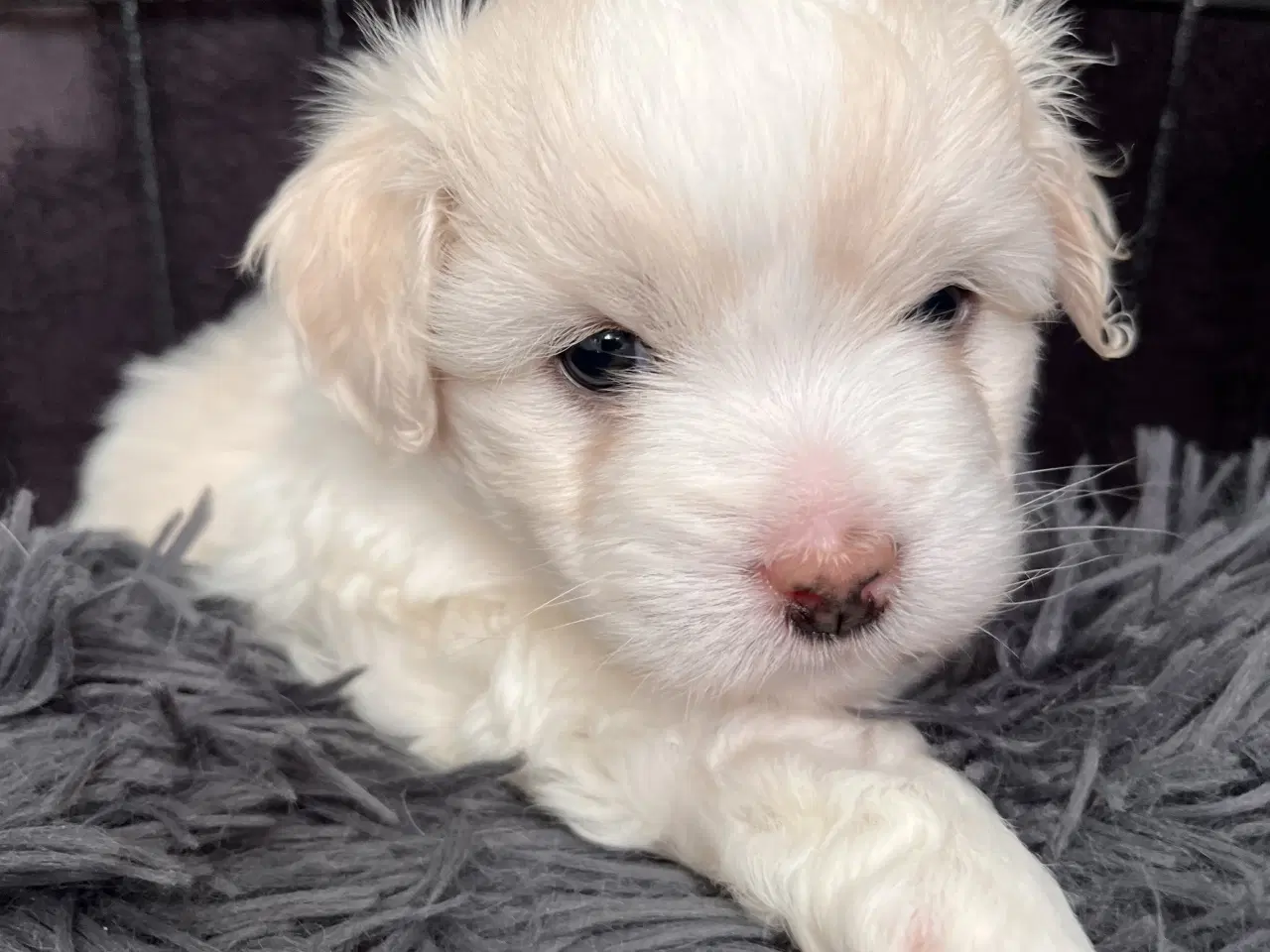 Billede 1 - Coton De Tulear FYN