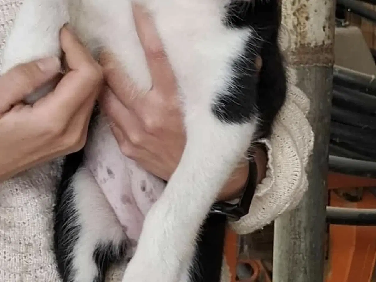 Billede 1 - Skøn Border Collie tæve