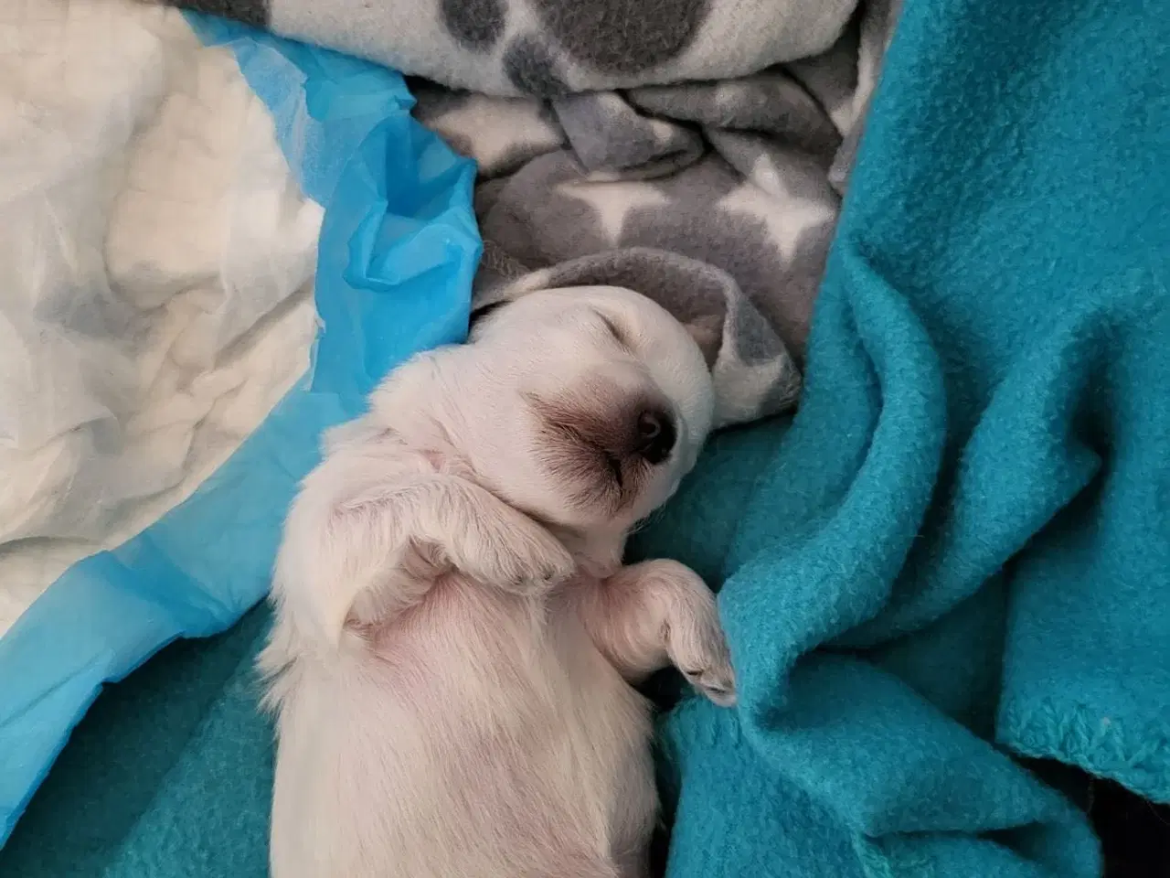 Billede 6 - Tre hvalpe Maltese 2 måned