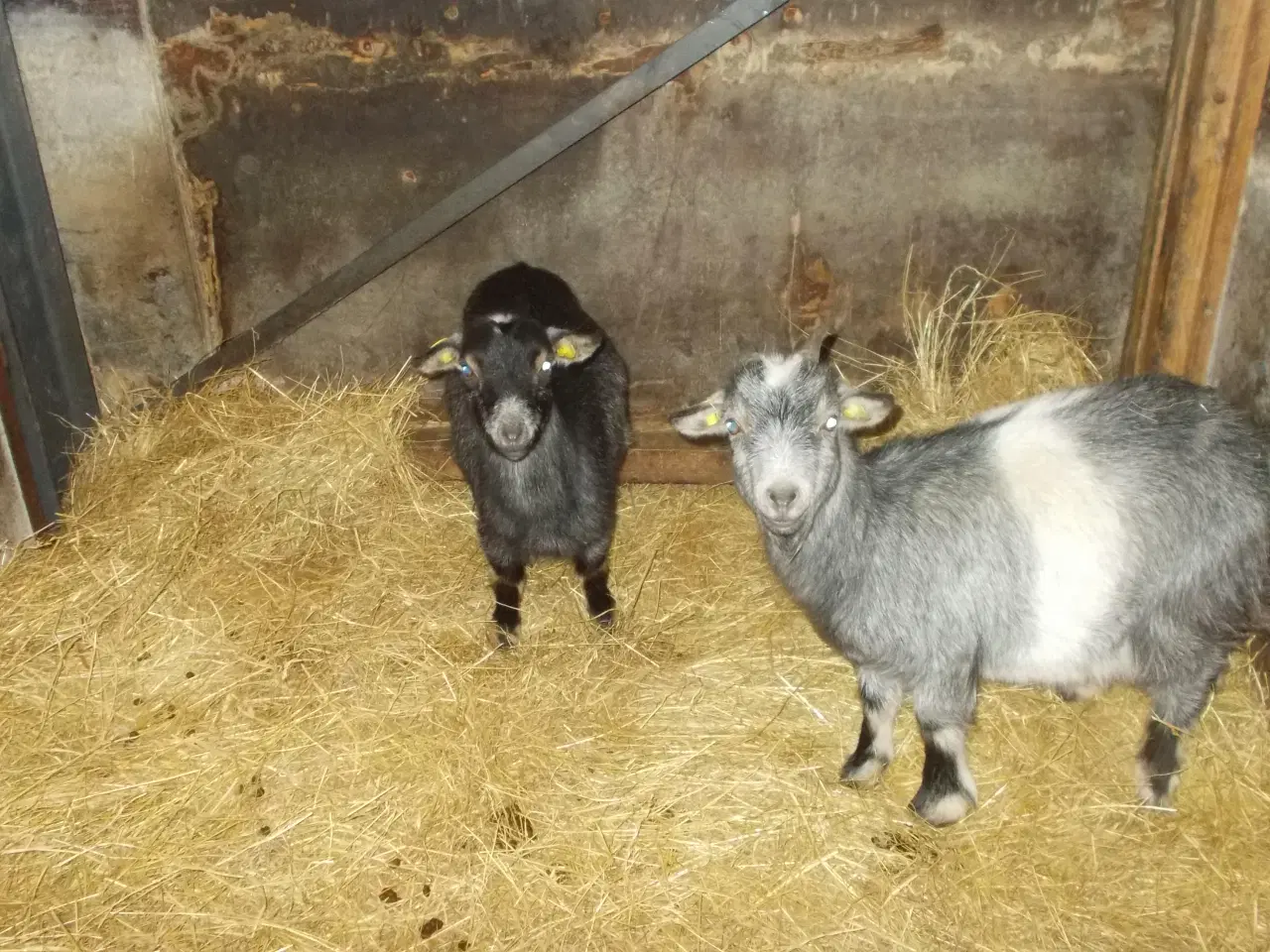 Billede 2 - dværggeder