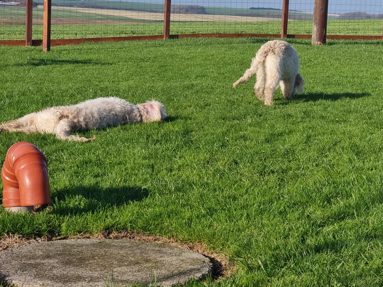 Billede 5 - skønheder Golden doodle hanner hvalpe