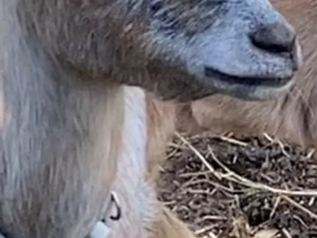 Billede 1 - To dværg