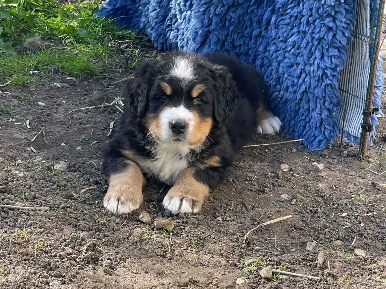 Billede 3 - Berner Senne hvalpe 