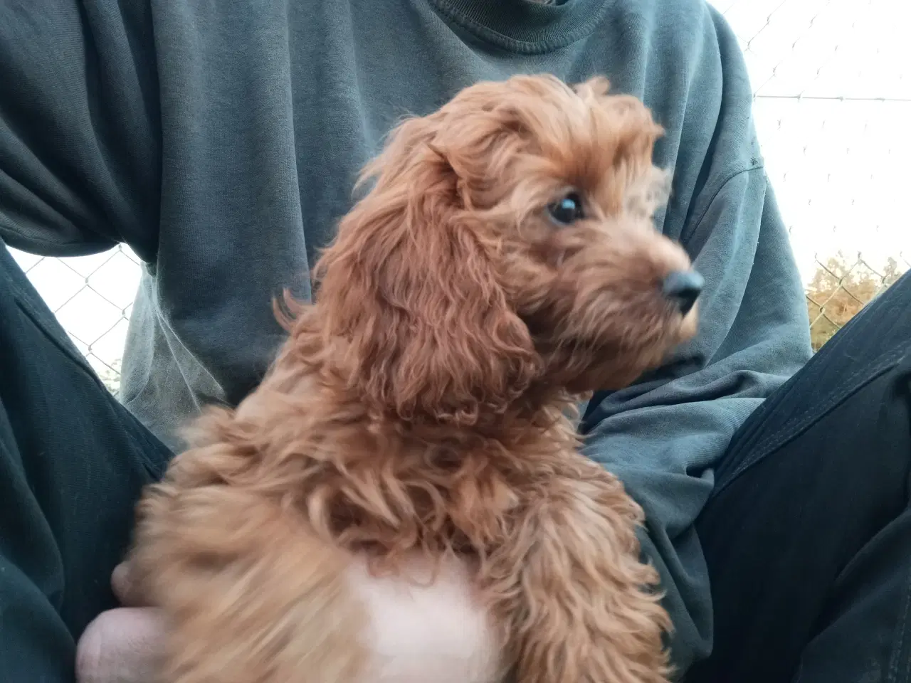 Billede 5 - cavapoo blanding