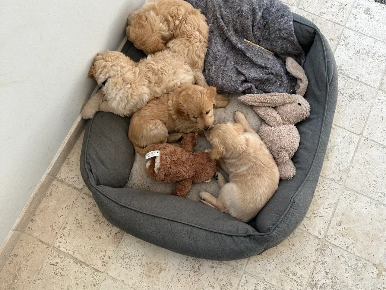 Billede 8 - Goldendoodle