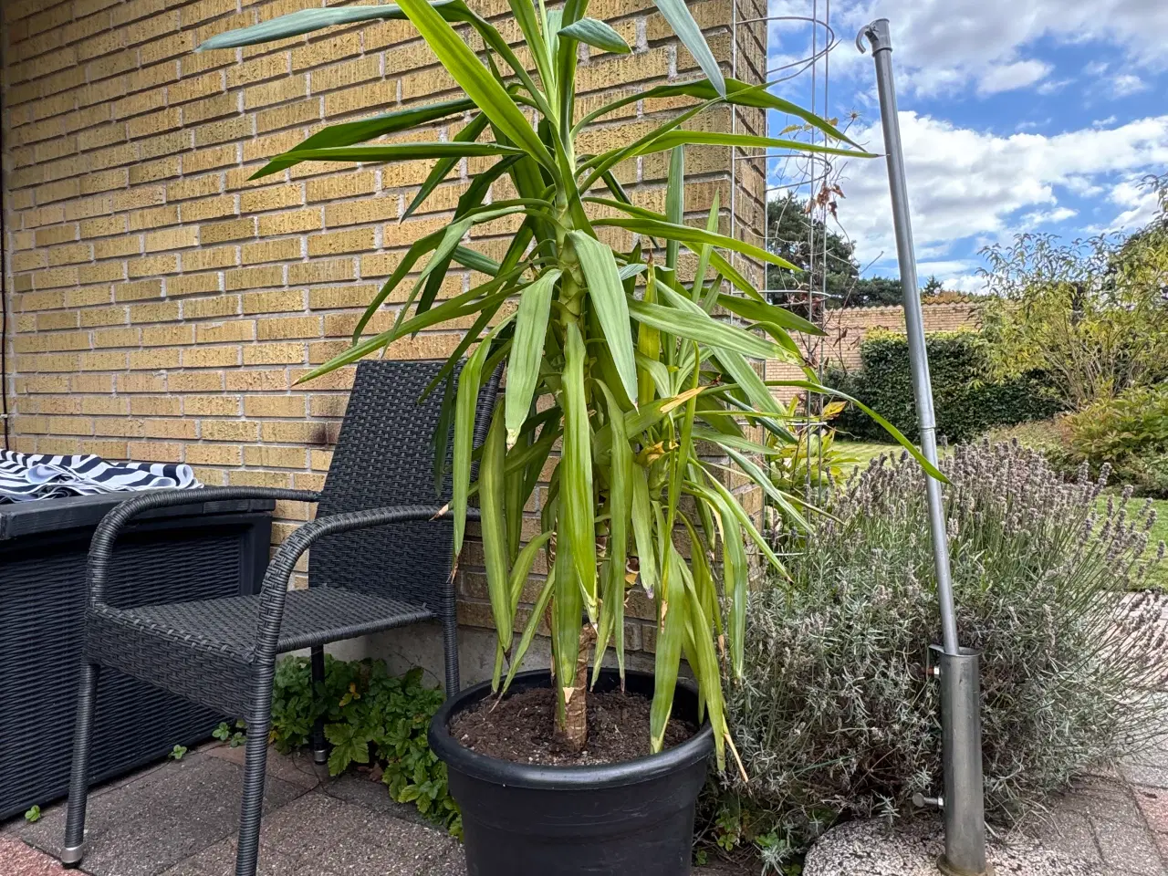 Billede 2 - Yucca Palme 1,5m