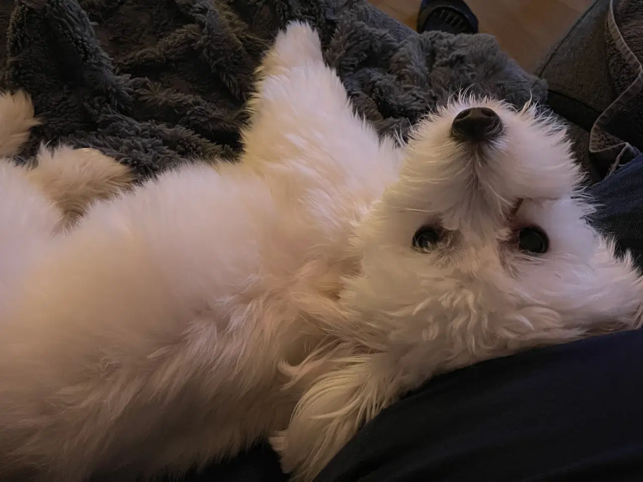 Billede 1 - Voksen tæve coton de tulear 