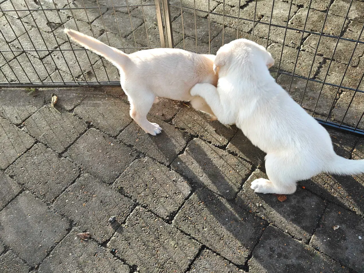Billede 3 - Labrador Retriever hvalpe 