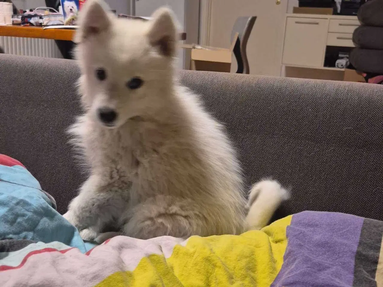Billede 5 - Samojed/japansk spids blanding 