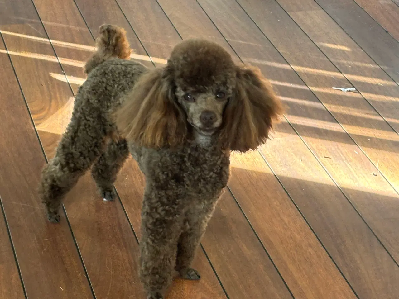 Billede 2 - Toy puddel 