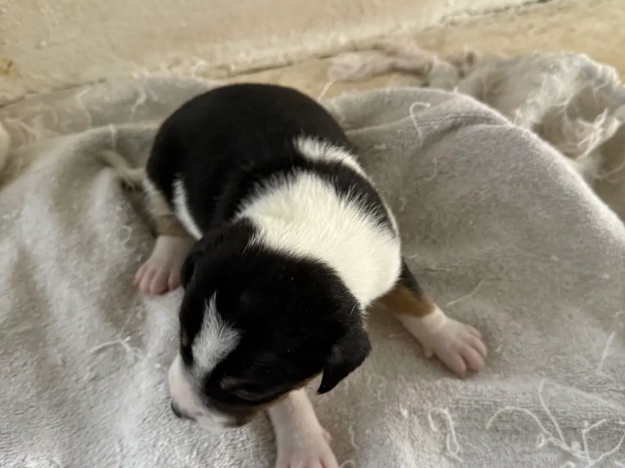 Billede 2 - Danske/Svensk