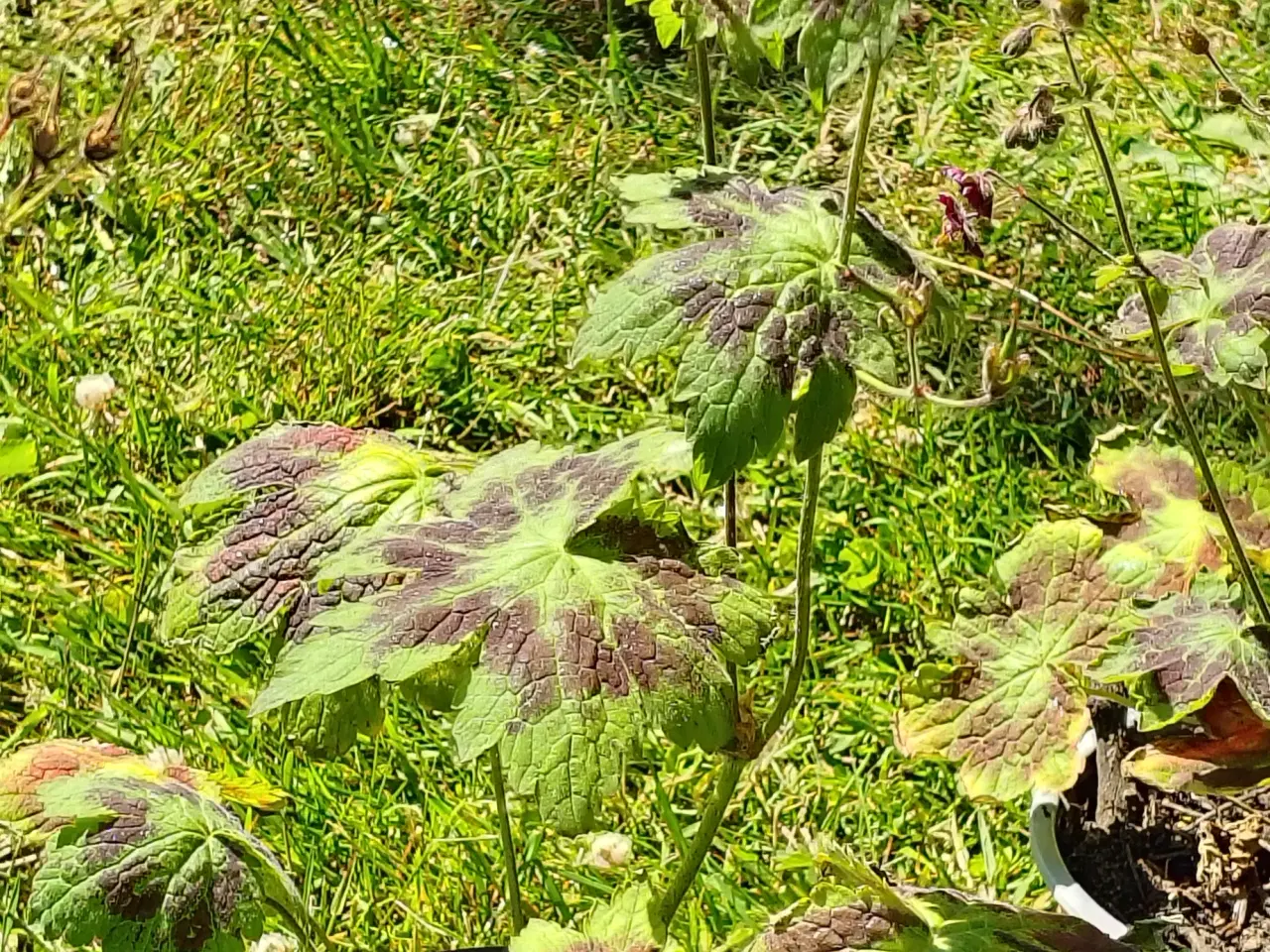 Billede 4 - Geranium m små mørkerøde blomster 