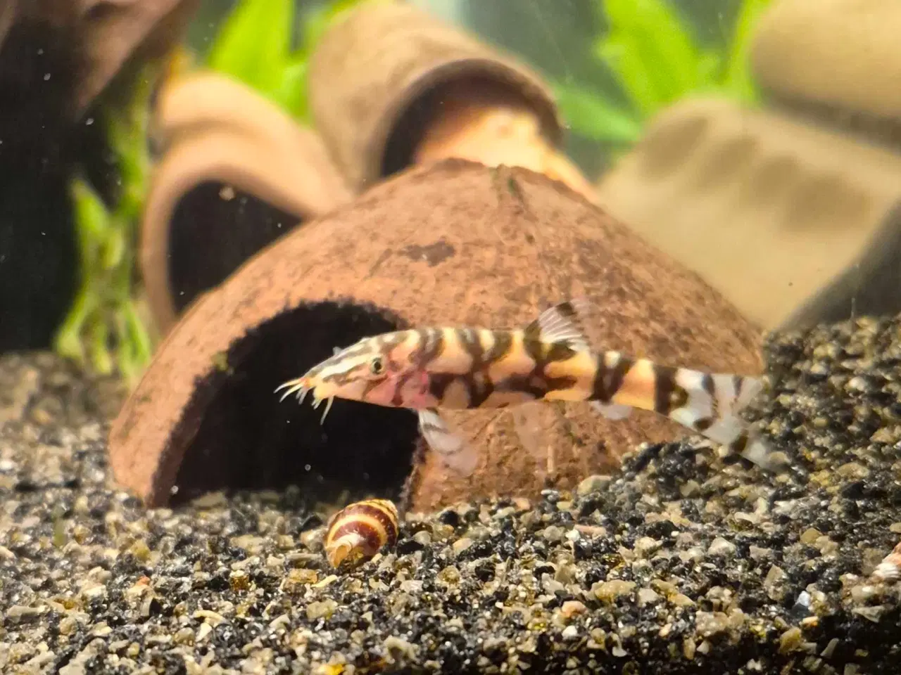 Billede 1 - Et stk Netsmerling