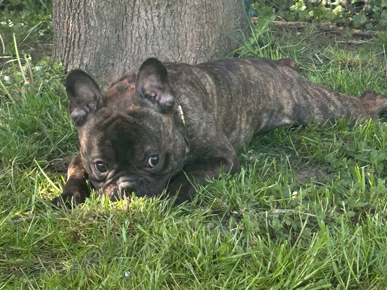Billede 2 - Parring fransk bulldog