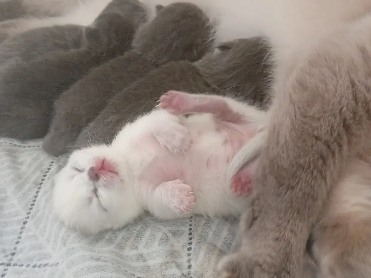 Billede 14 - British shorthair pige - RESERVERET