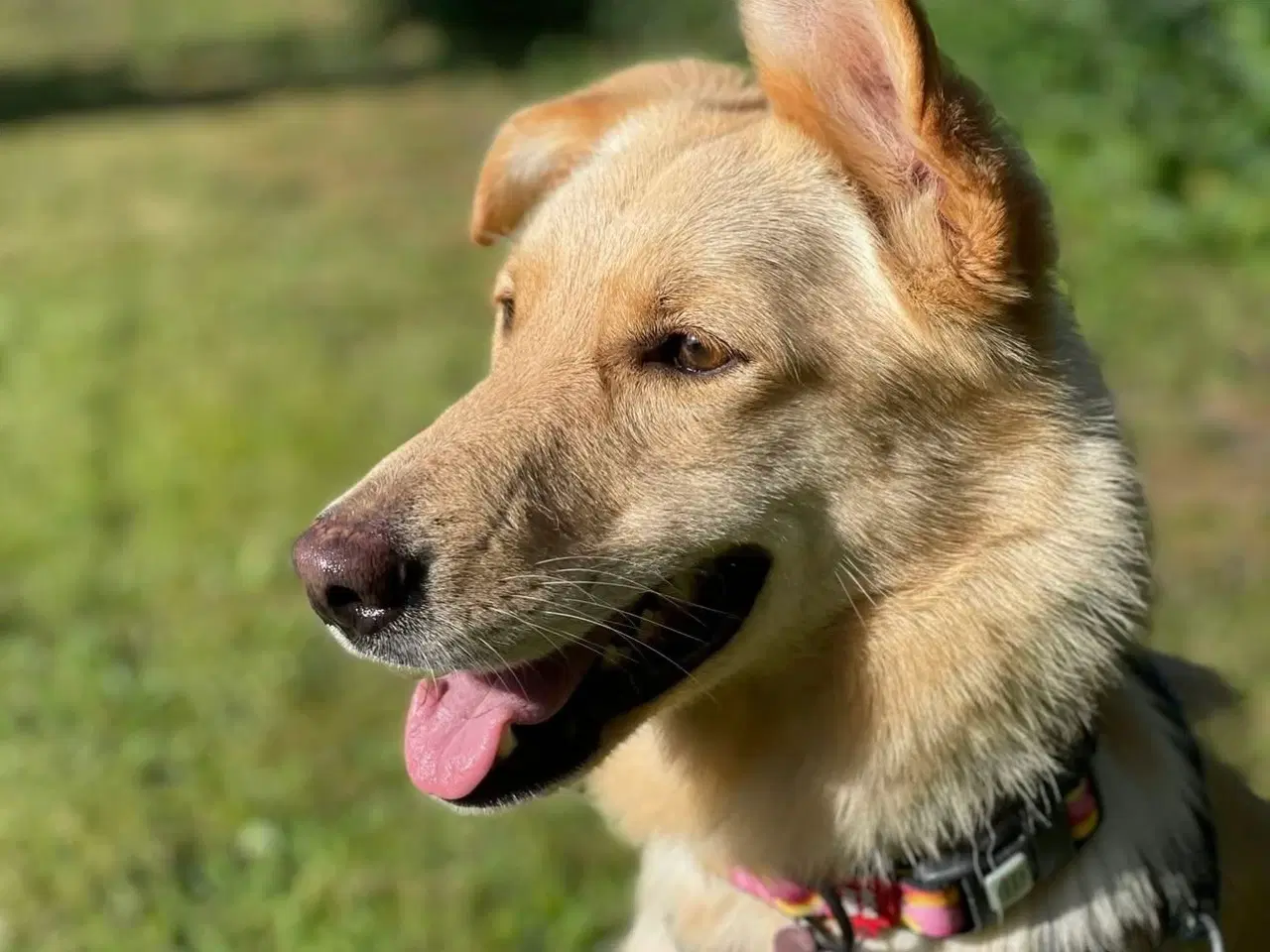 Billede 3 - Smukke Daisy søger familie