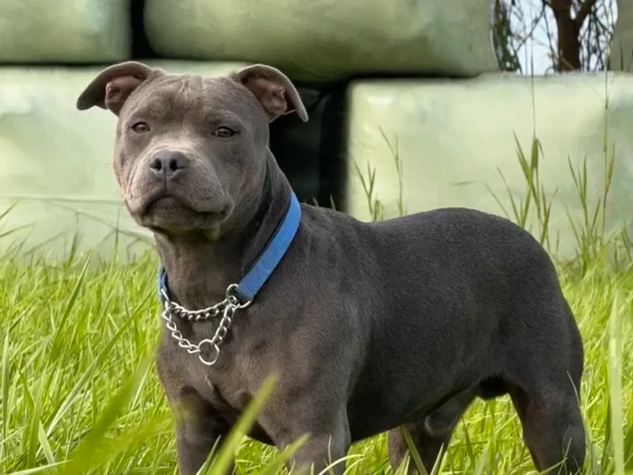 Billede 14 - Staffordshire bull terrier