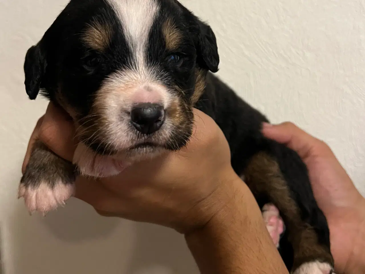 Billede 3 - 🐶 Smukke Mini Berner Sennen hvalpe 🐶 