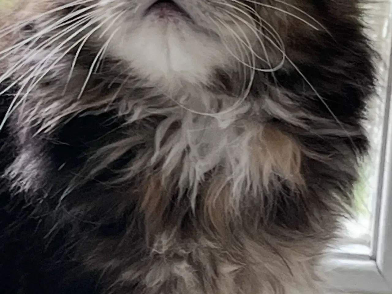 Billede 1 - Maine coon