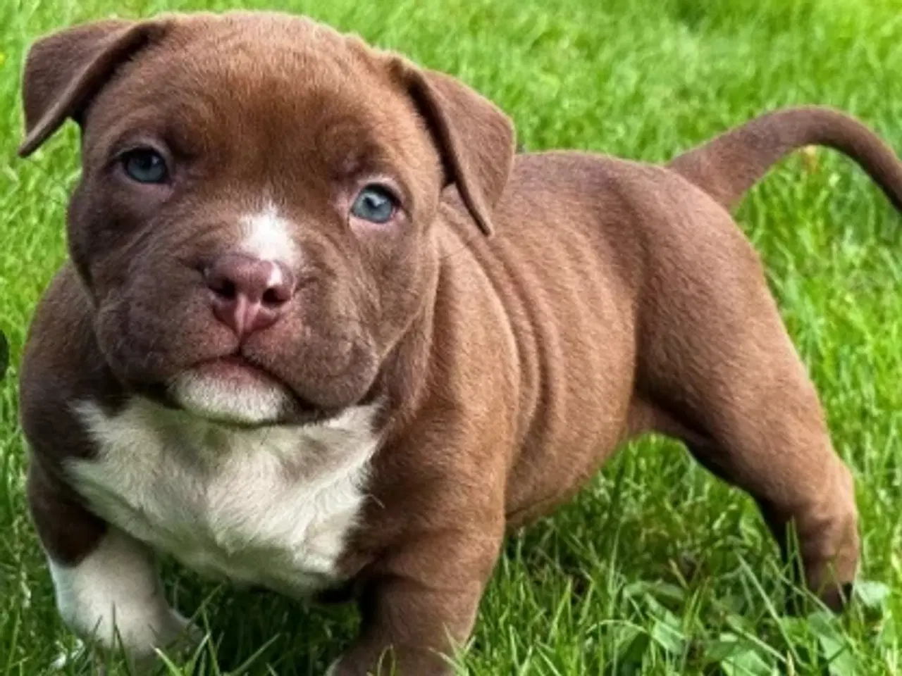 Billede 2 - American Bully hvalpe