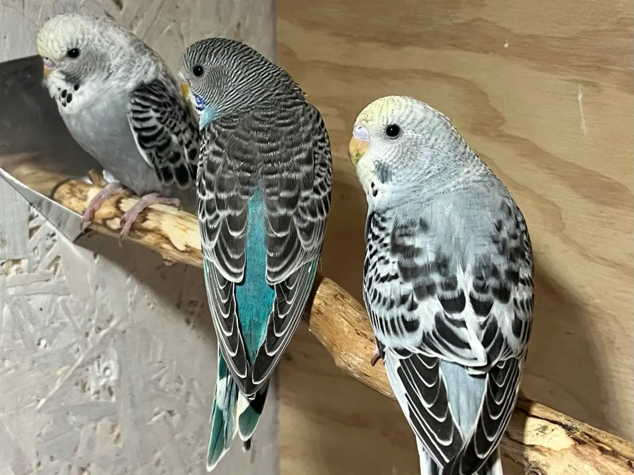 Billede 4 - Undulatunger 