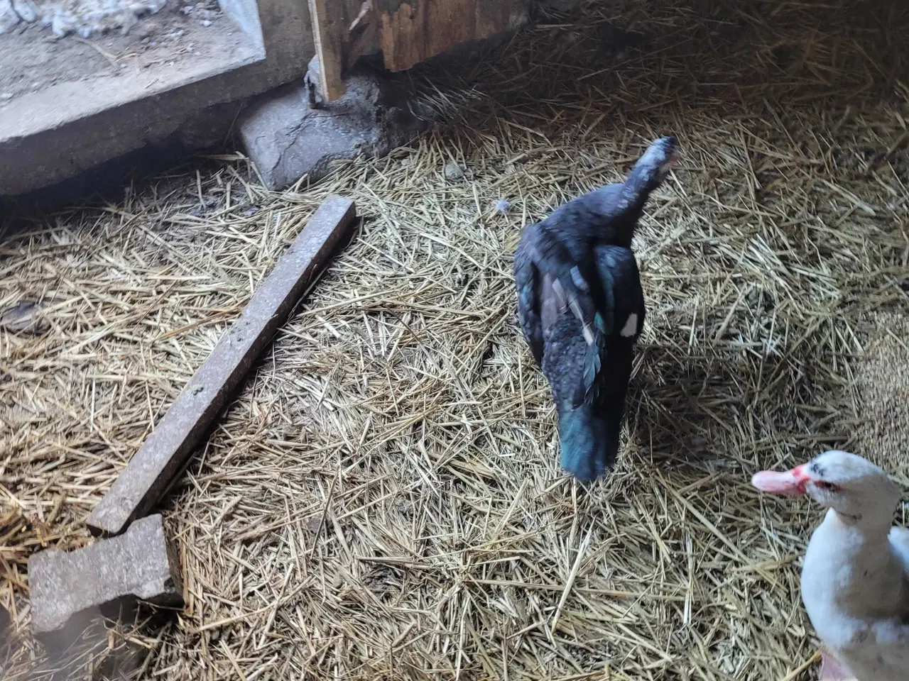 Billede 4 - Moskus ænder