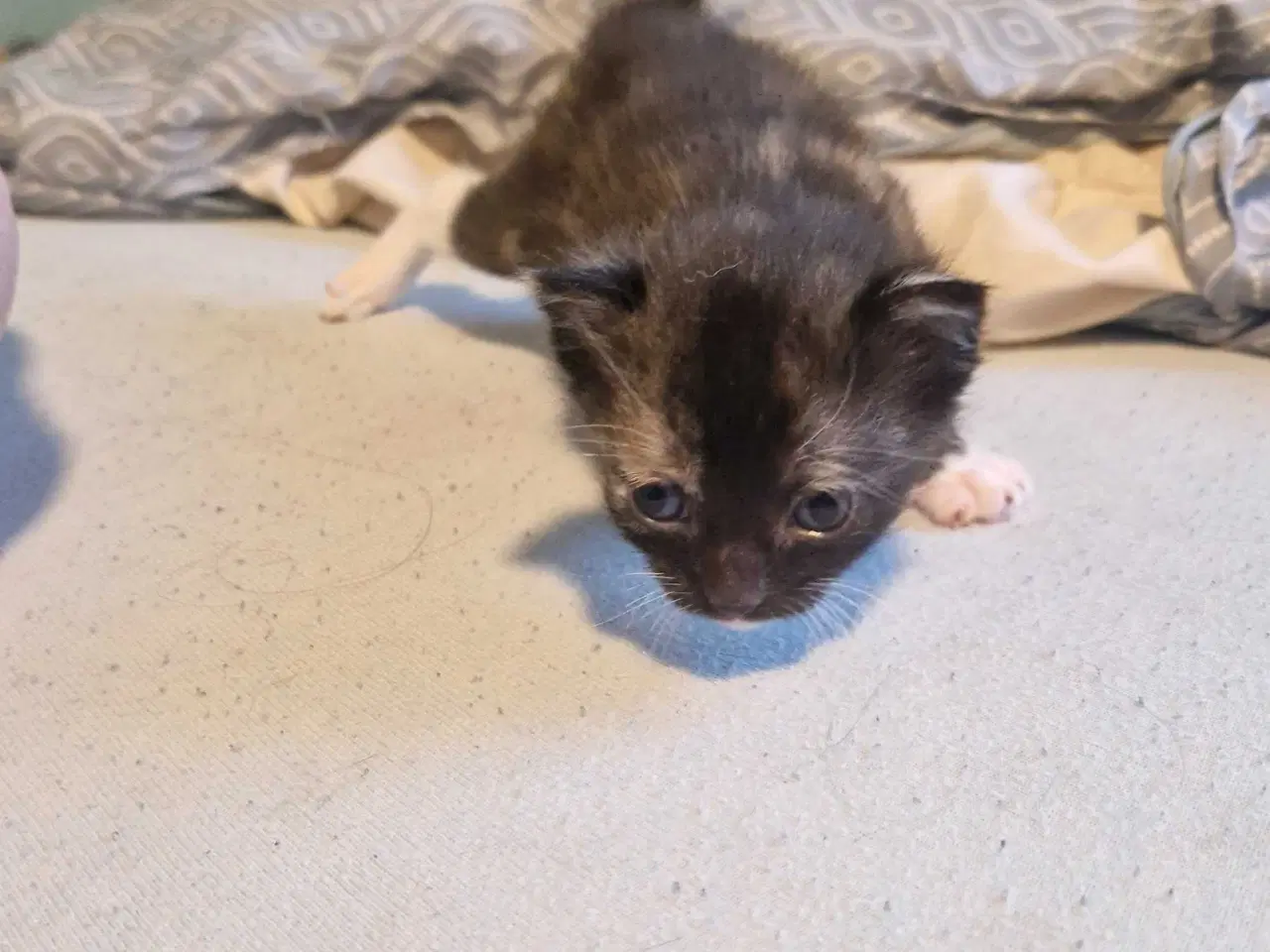 Billede 6 - 4 kattekillinger sælges