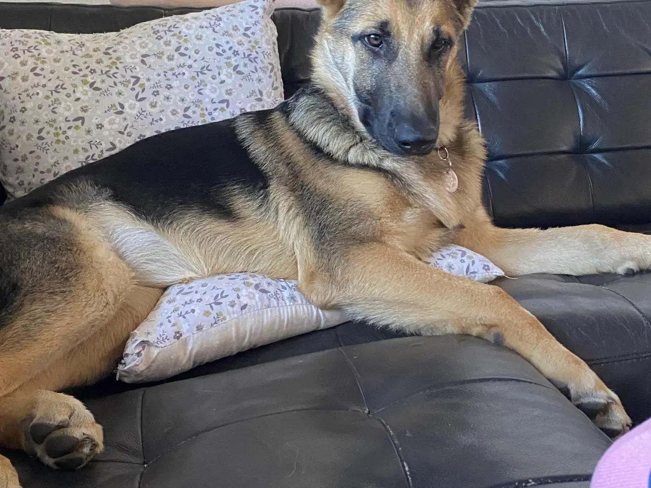 Billede 5 - Schæferhund tysk schæfer/ belgisk malinois søger n