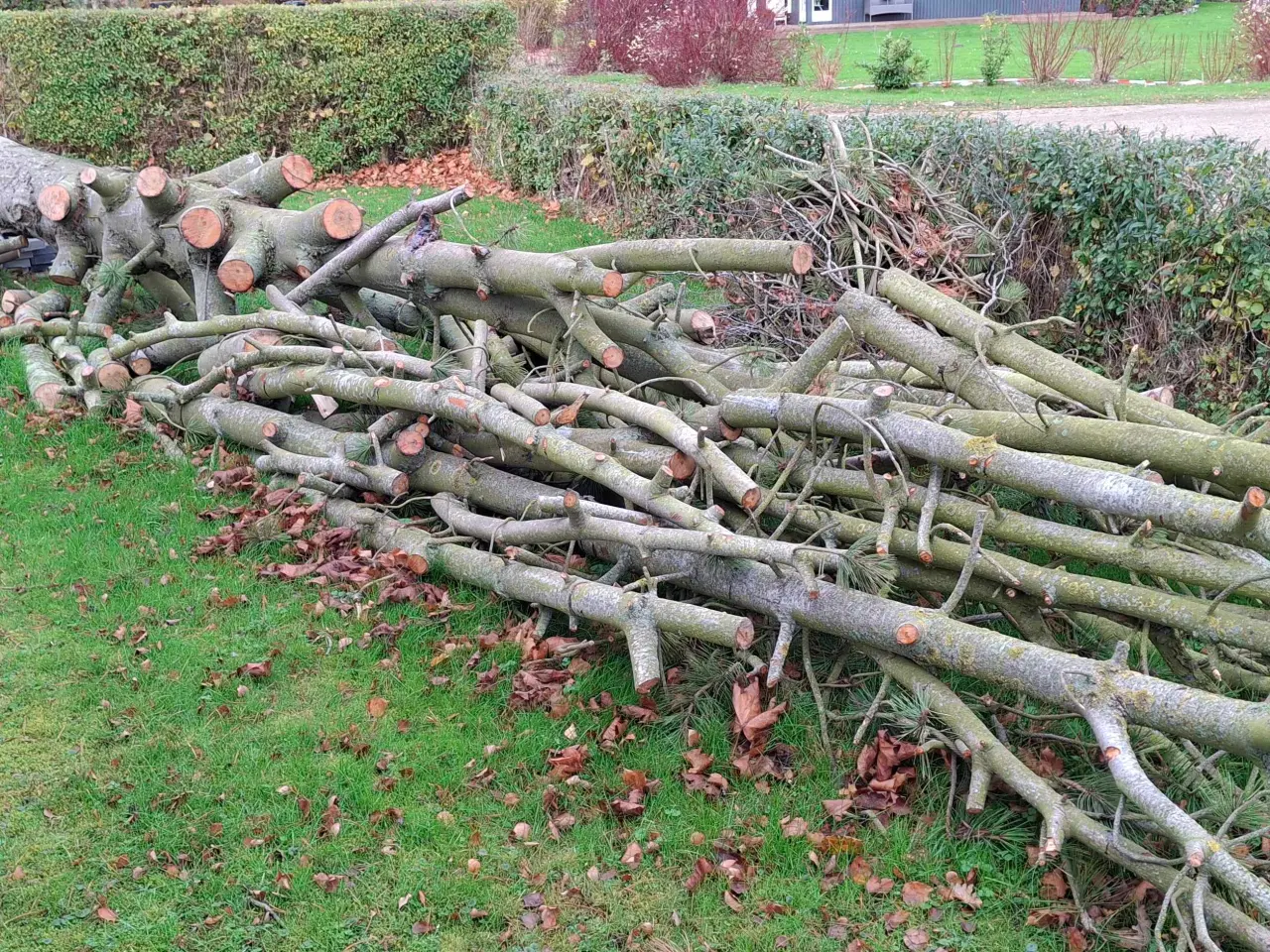 Billede 2 - Brænde / træ