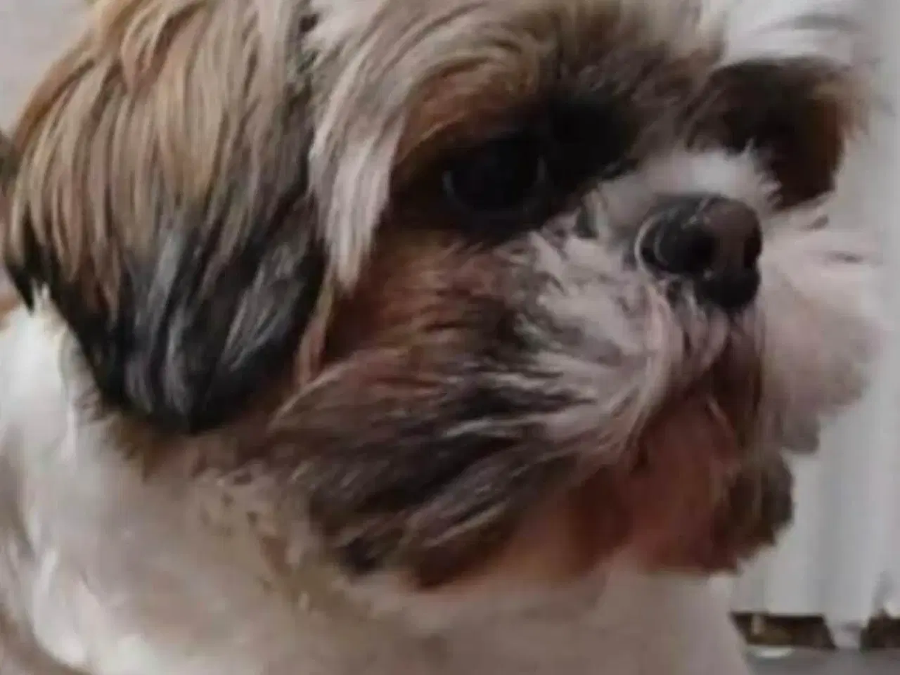 Billede 8 - Shih-tzu / Bichon Havanaise