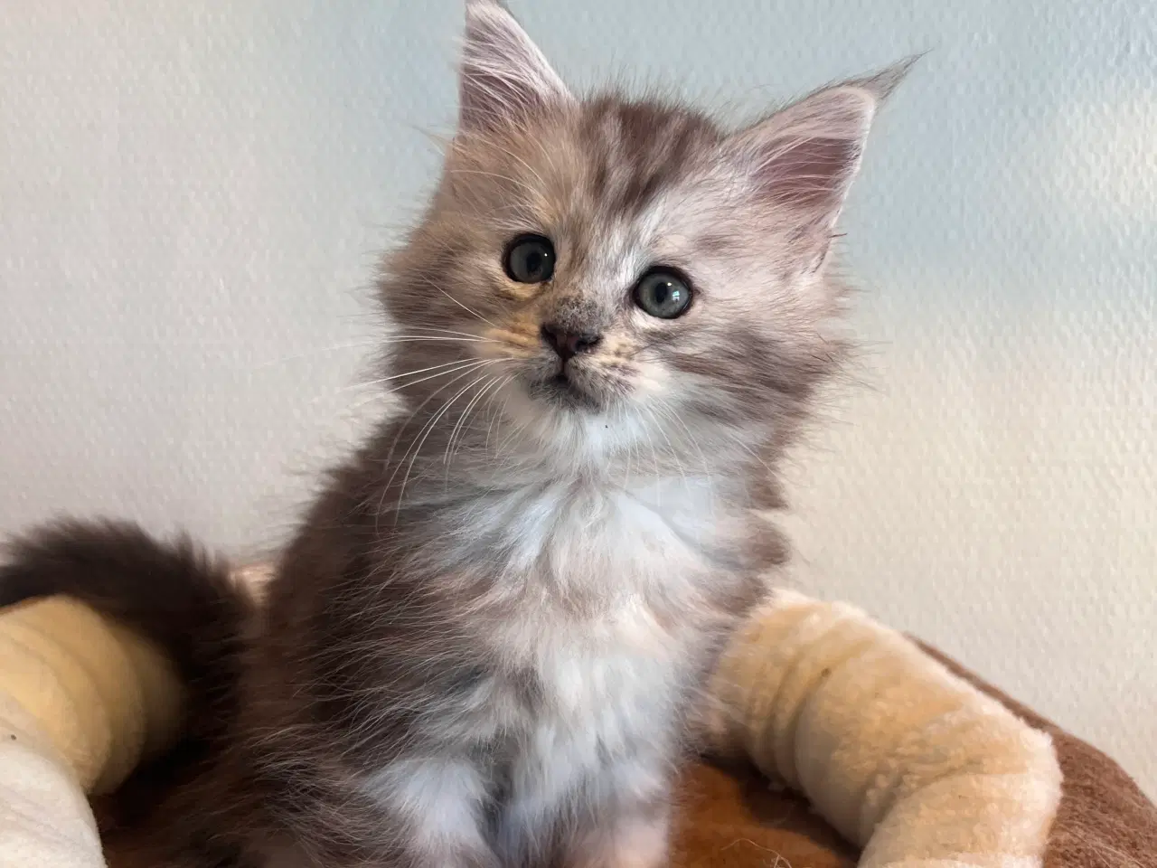 Billede 2 - Mainecoon