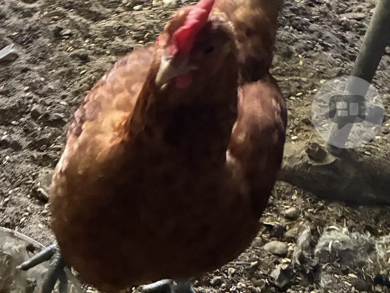 Billede 3 - Flittig kobber rød Amerikaner-Ayam-cemani høne