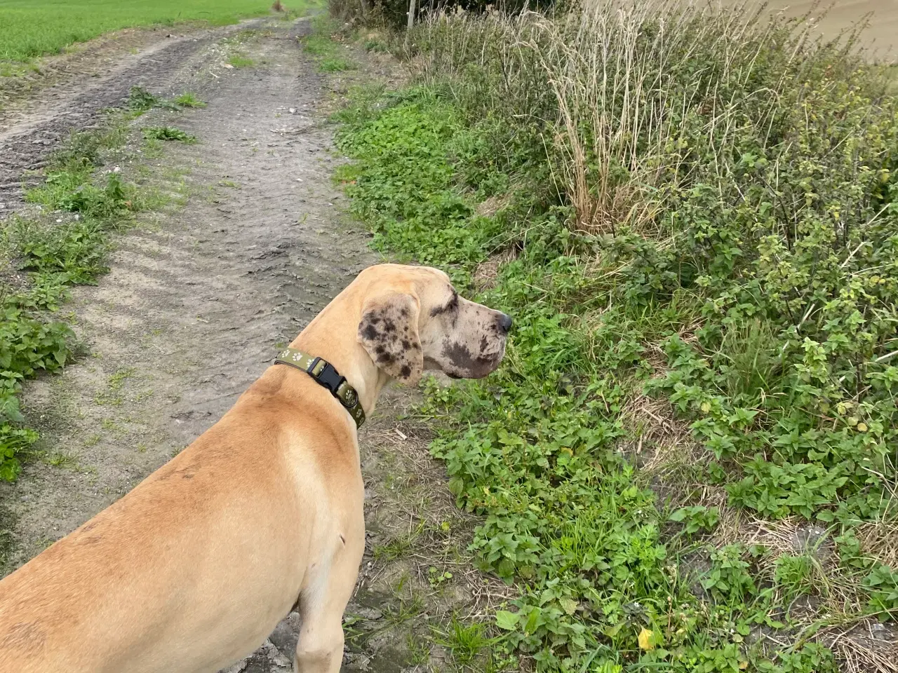 Billede 8 - Grand danois på 1 år