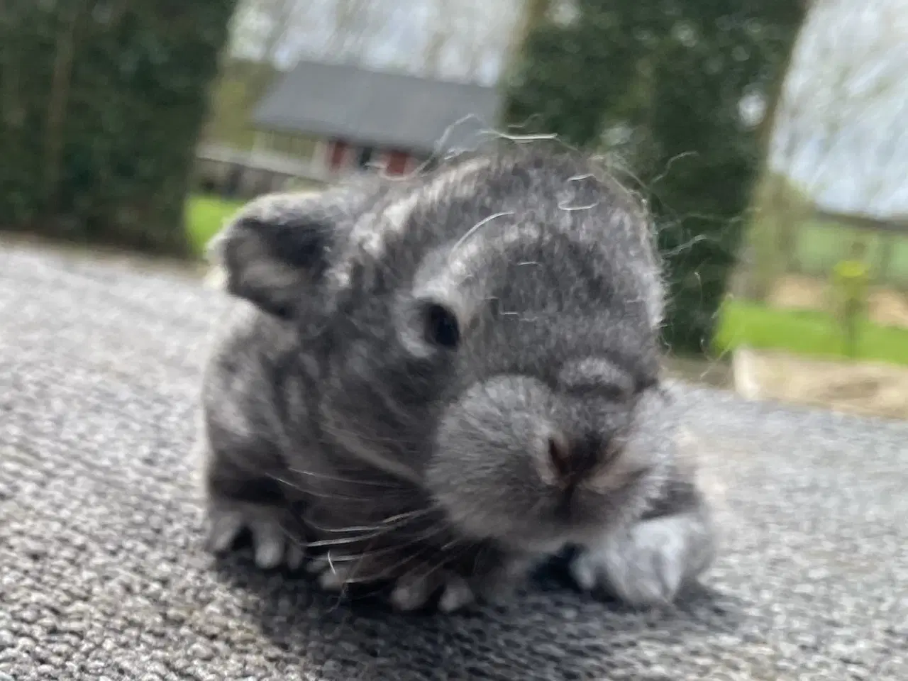 Billede 5 - FRANSK VÆDDER HAN CHINCHILLA