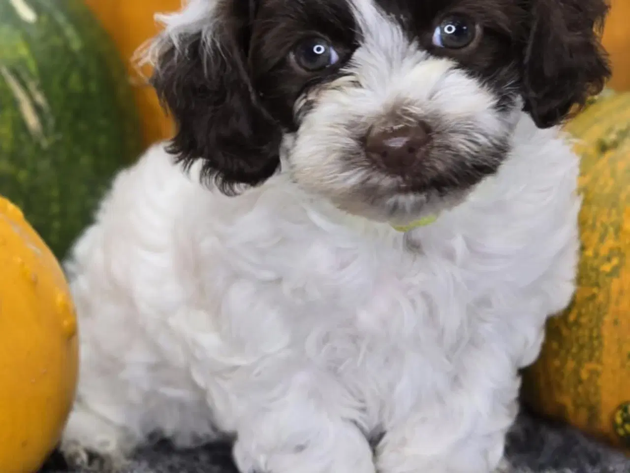 Billede 4 - Havapoo F1B